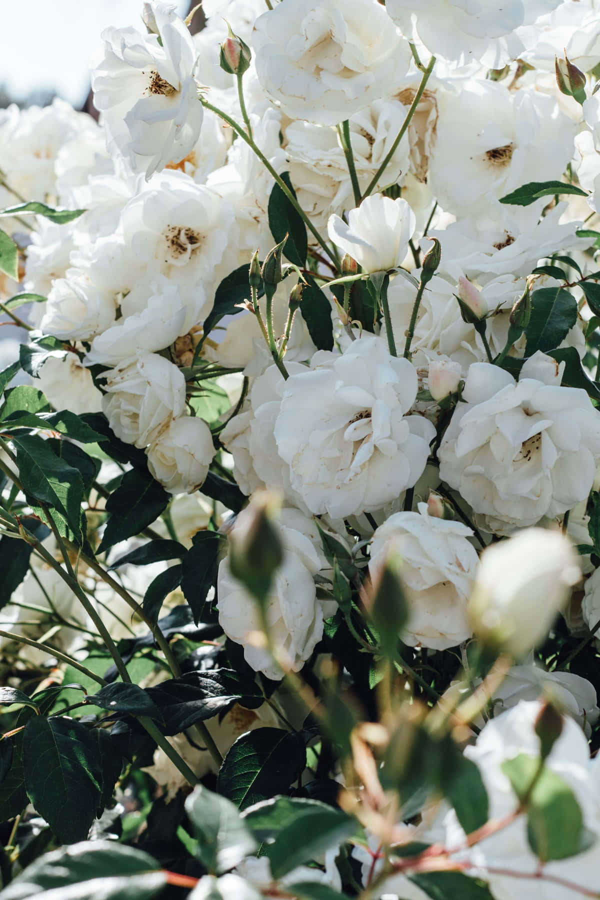 White Roses In A Garden With Green Leaves Wallpaper