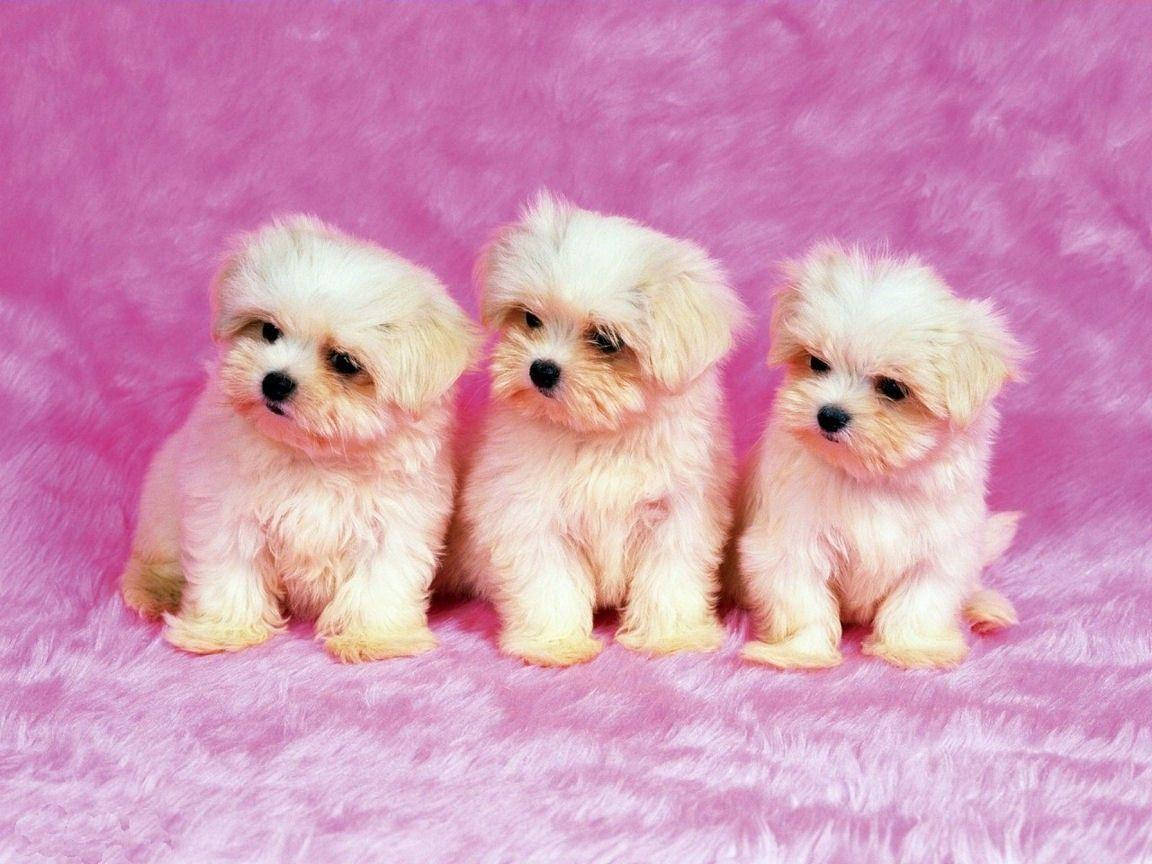 White Shih Tzu Puppies Cute Computer Wallpaper