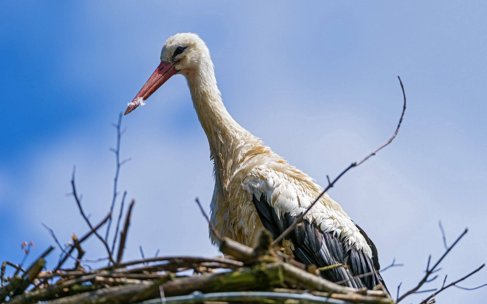 White Stork Birds In Nature Wallpaper