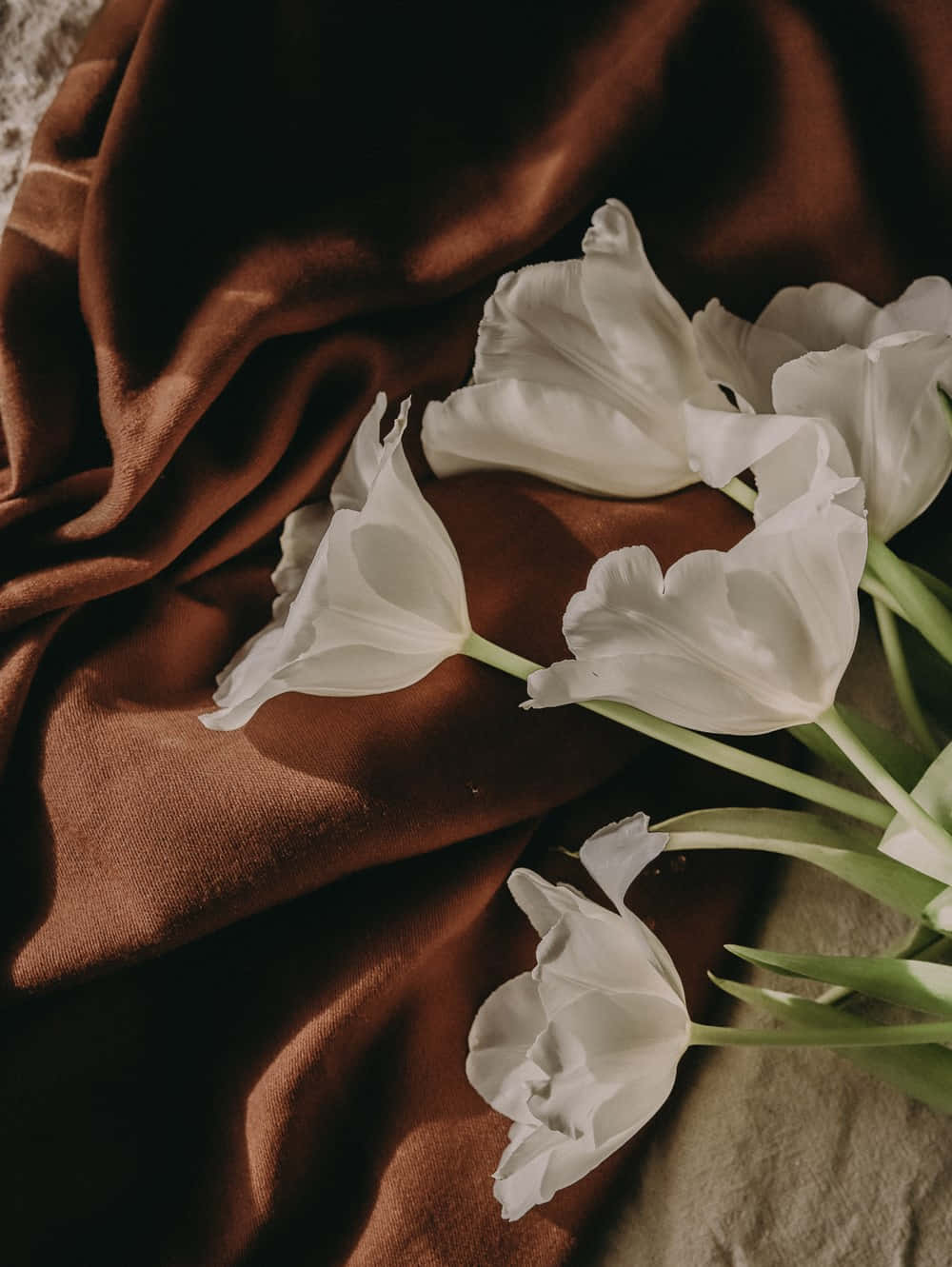 White Tulips On A Brown Cloth Wallpaper