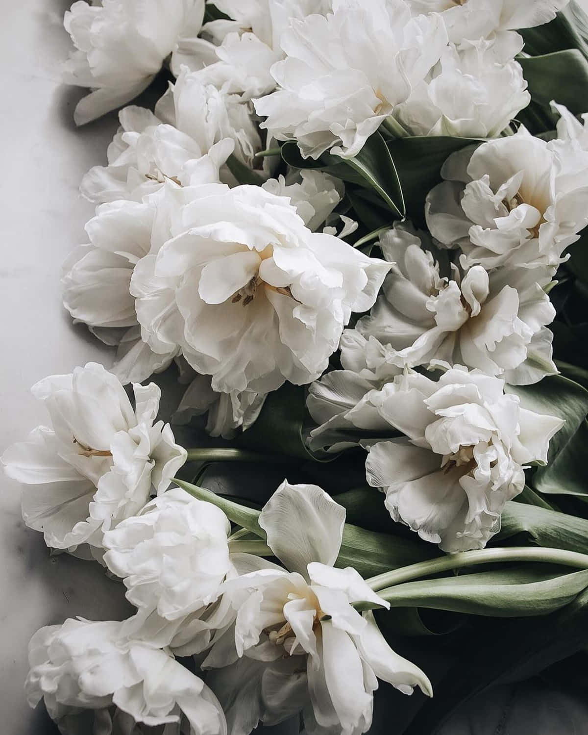 White Tulips On A Marble Table Wallpaper