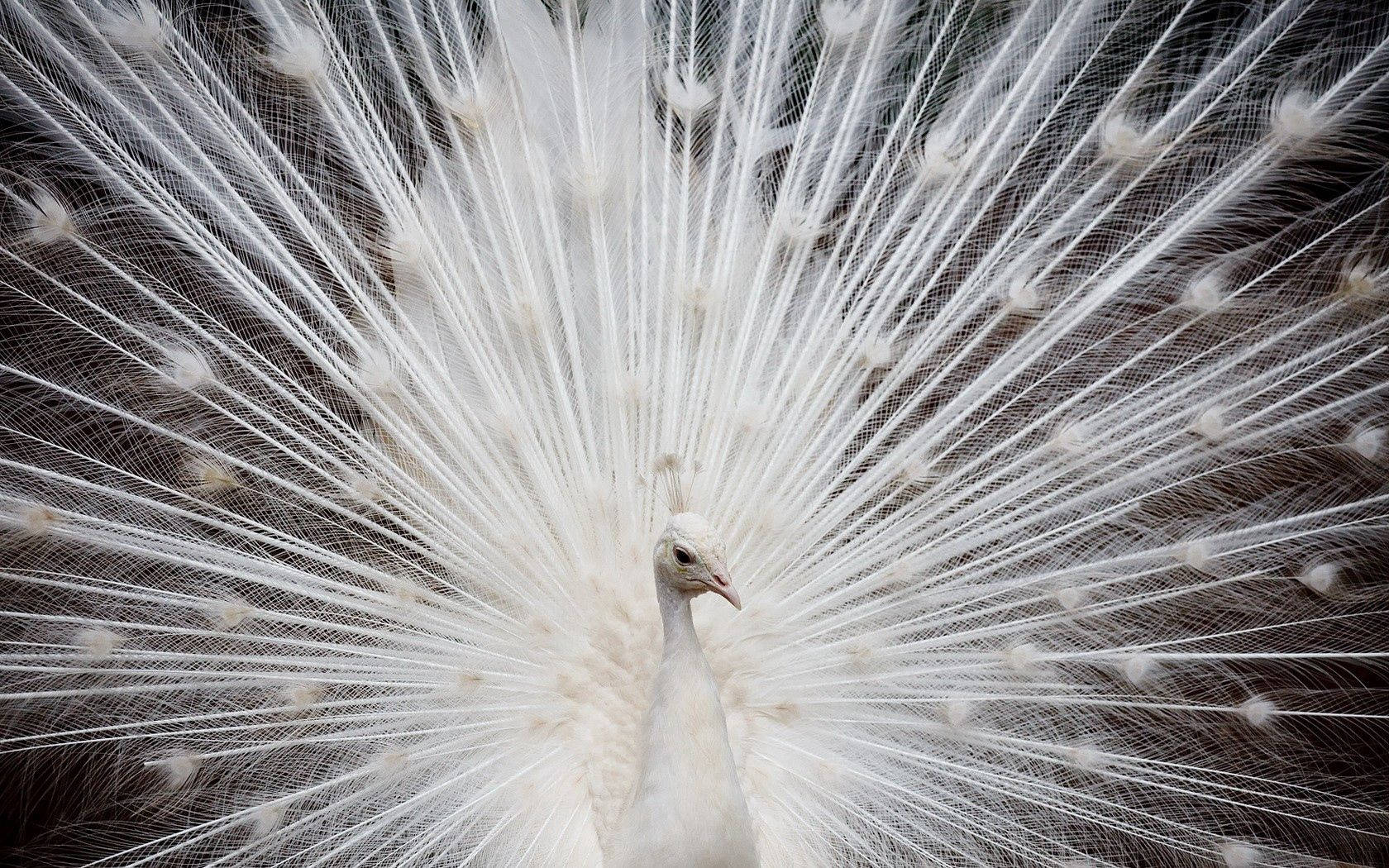White Winged Peacock Wallpaper