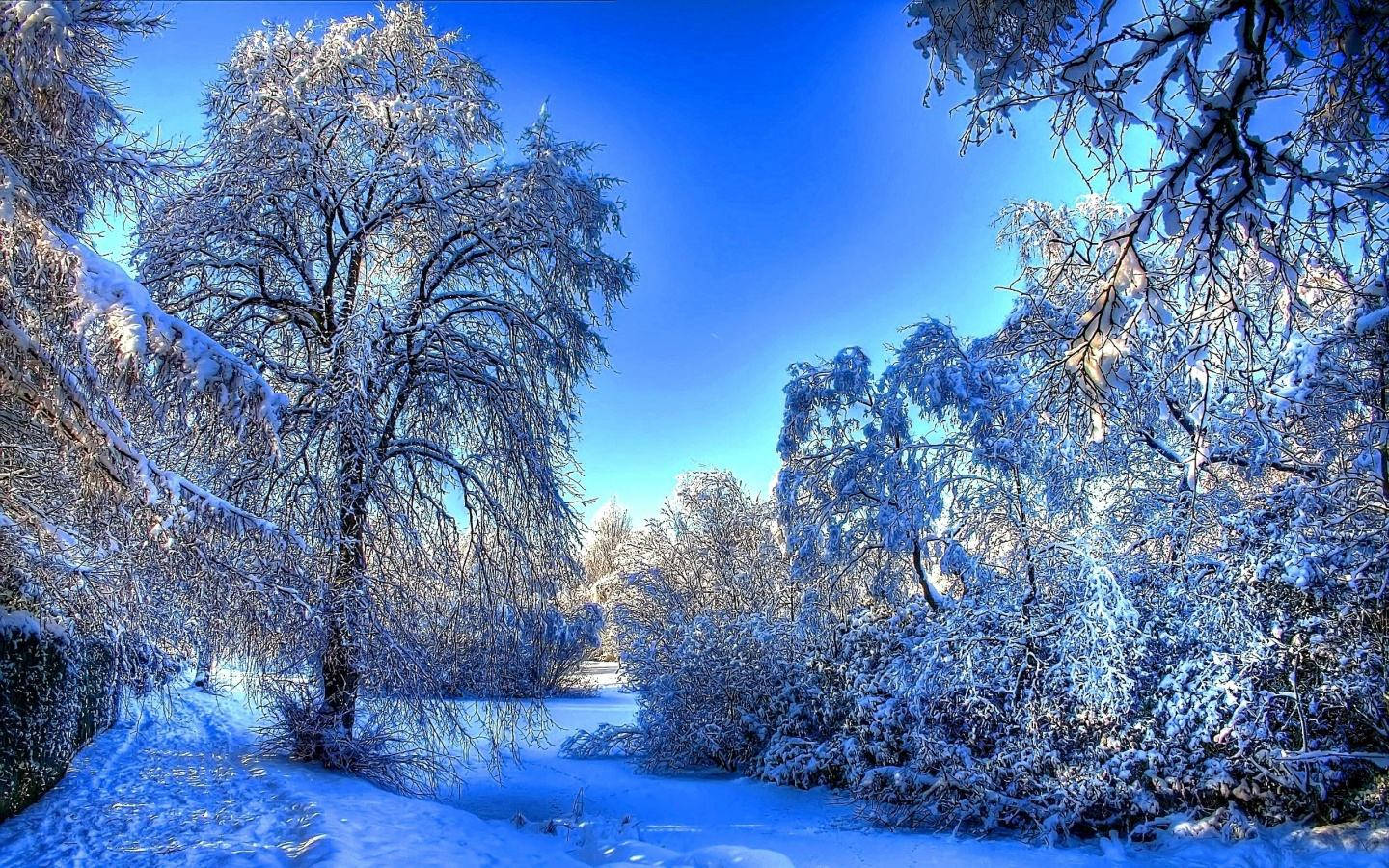 Widescreen Winter Wonderland Wallpaper