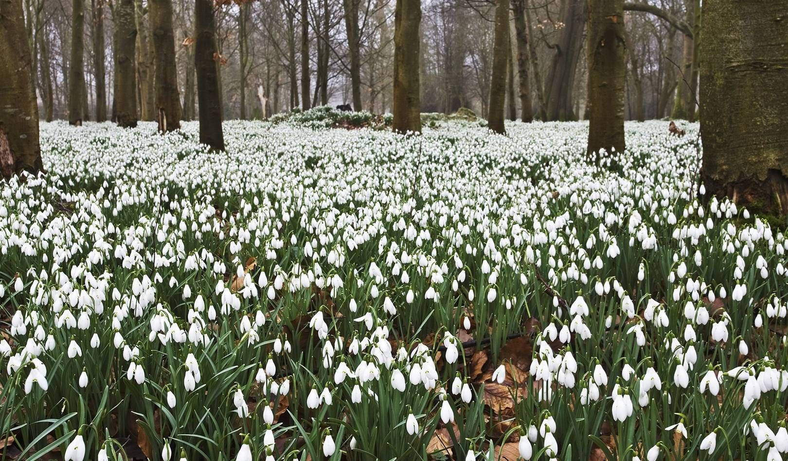 Wild Snowdrop Flower Field Wallpaper