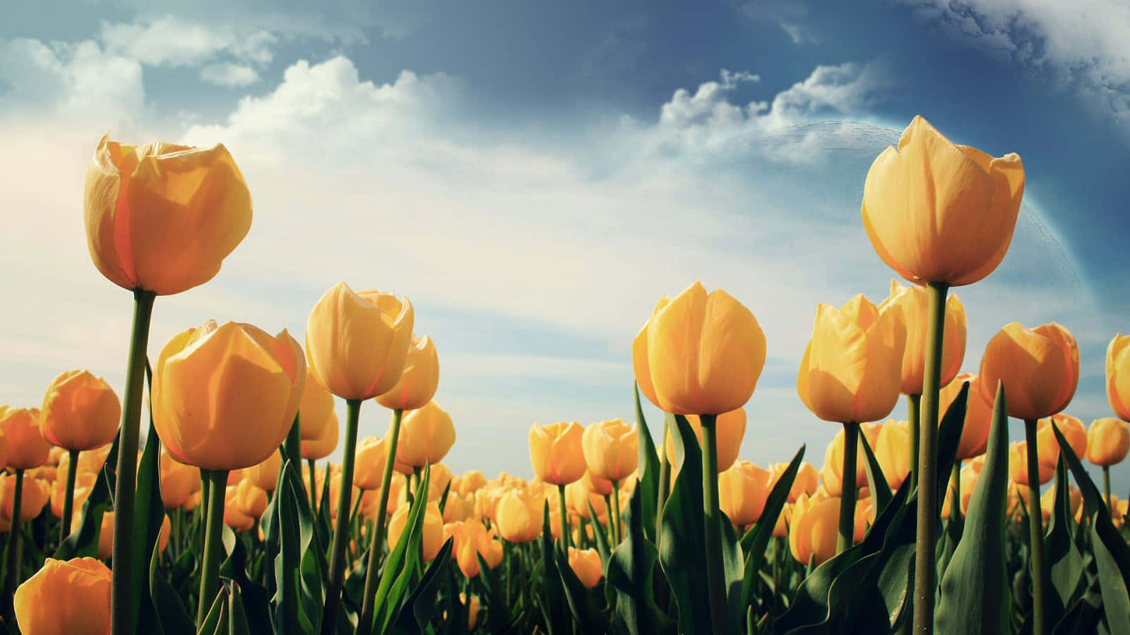 Wildflowers Yellow Tulips Wallpaper