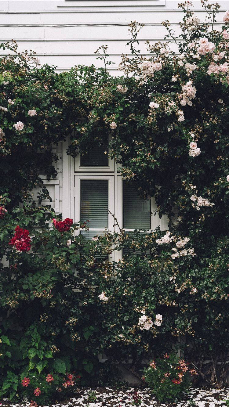 Windows With Flowers Wallpaper