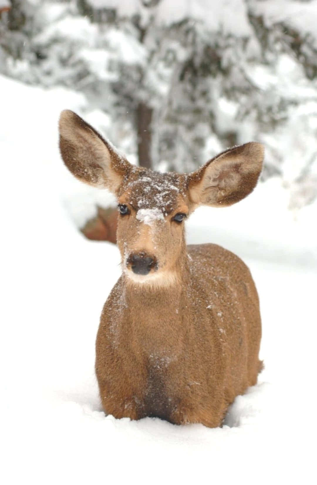 Winter Aesthetic Phone Deer On Snow Wallpaper