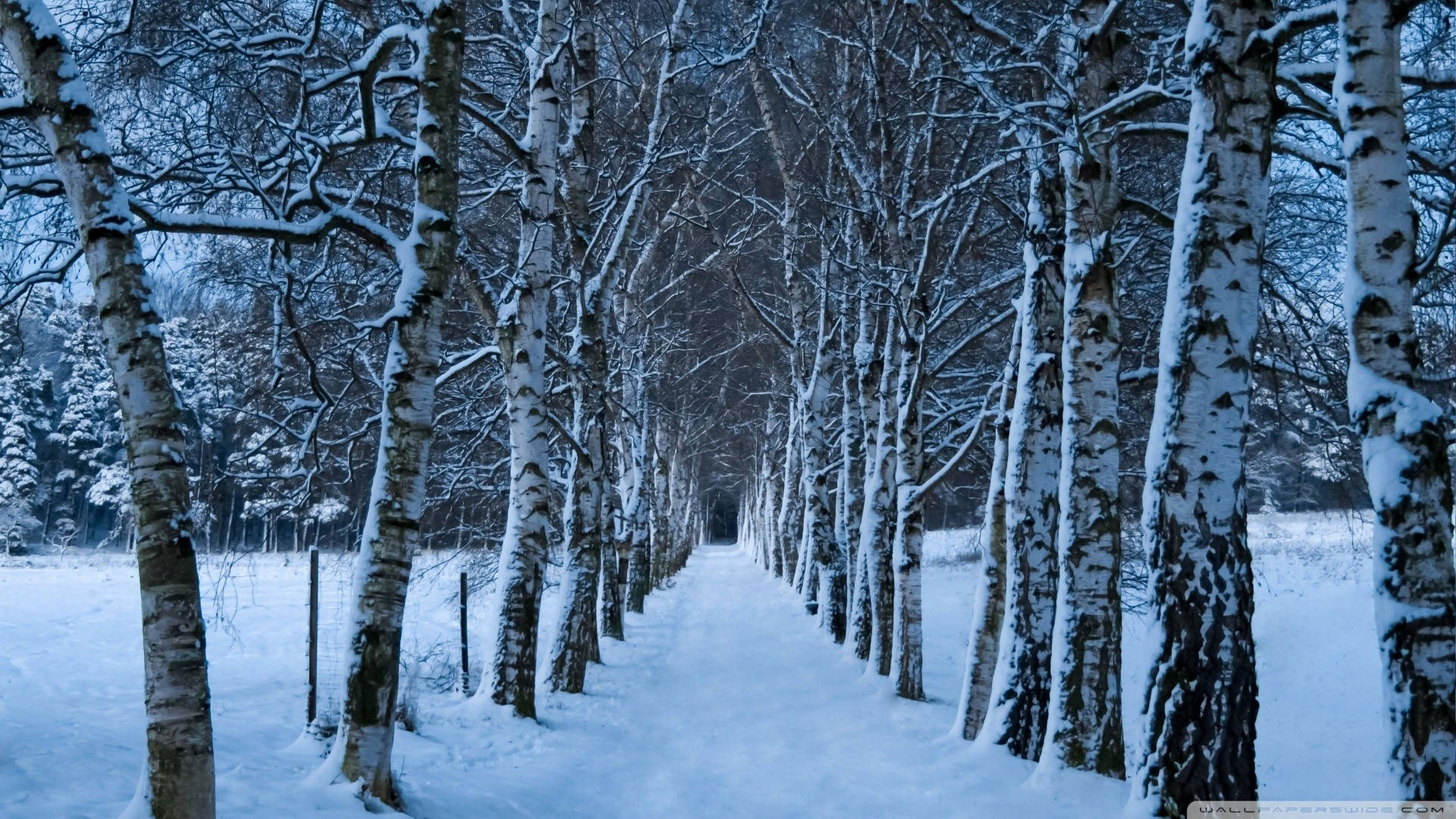 Winter Birch Tree Nature Wallpaper