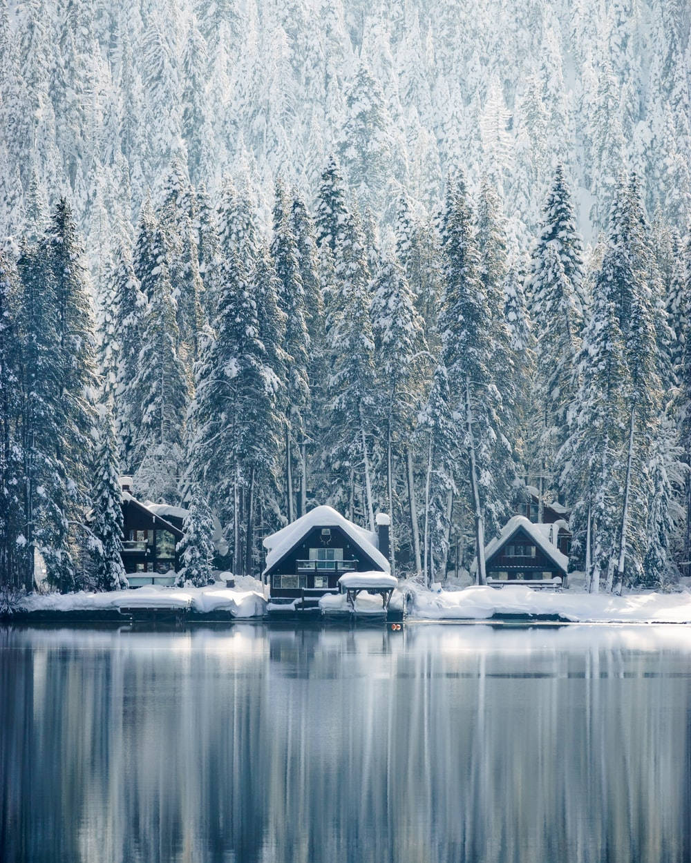 Winter House Among Huge Trees Wallpaper