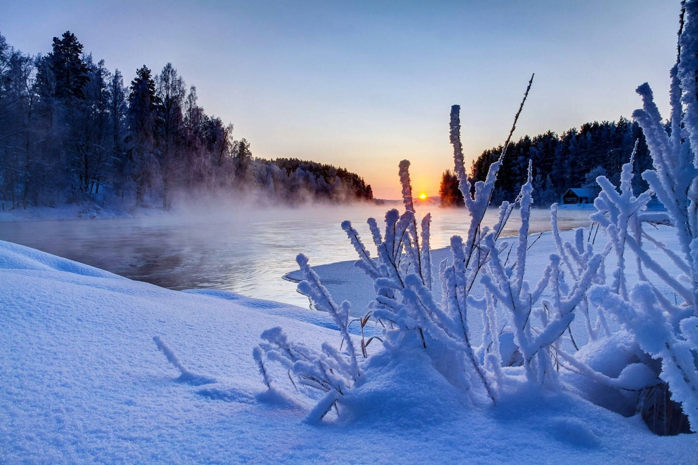 Winter Scene Frozen Weeds Wallpaper