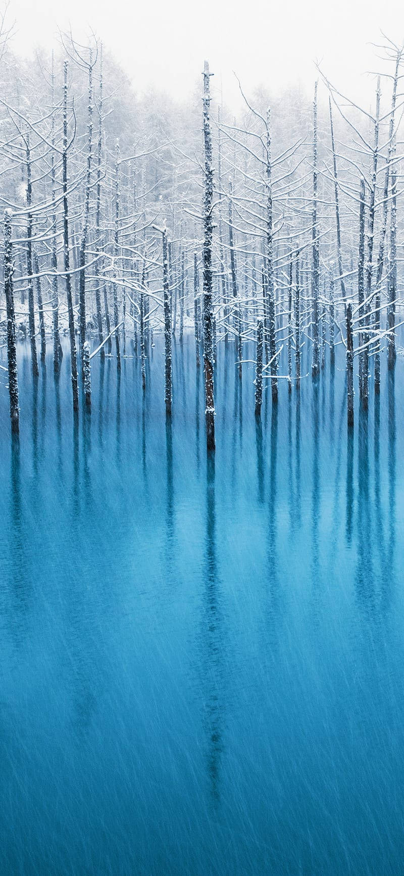 Winter Trees Ios 6 Wallpaper