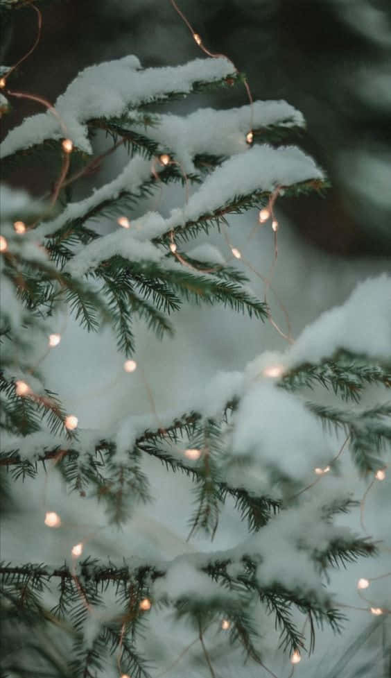 Winter Wonderland Iphone Background Wallpaper