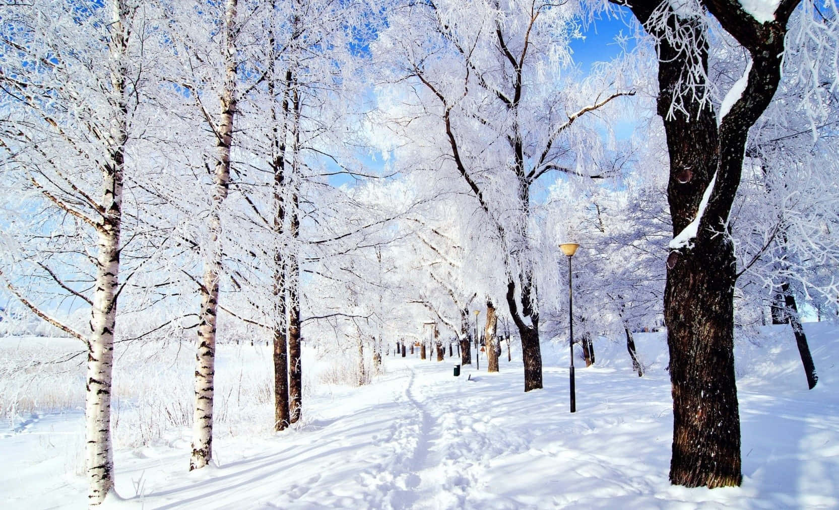 Winter Wonderland White Trees Desktop Wallpaper