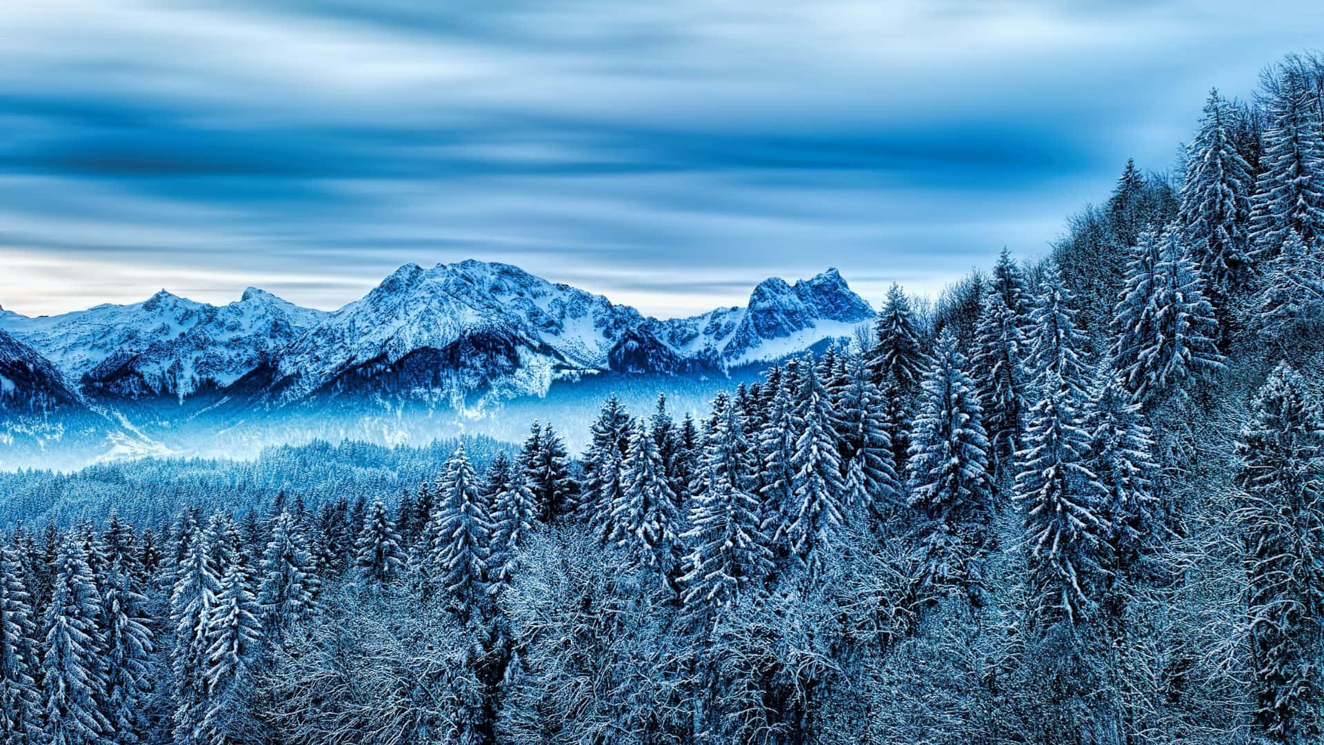 Witness The Beauty Of The Winter Forest
