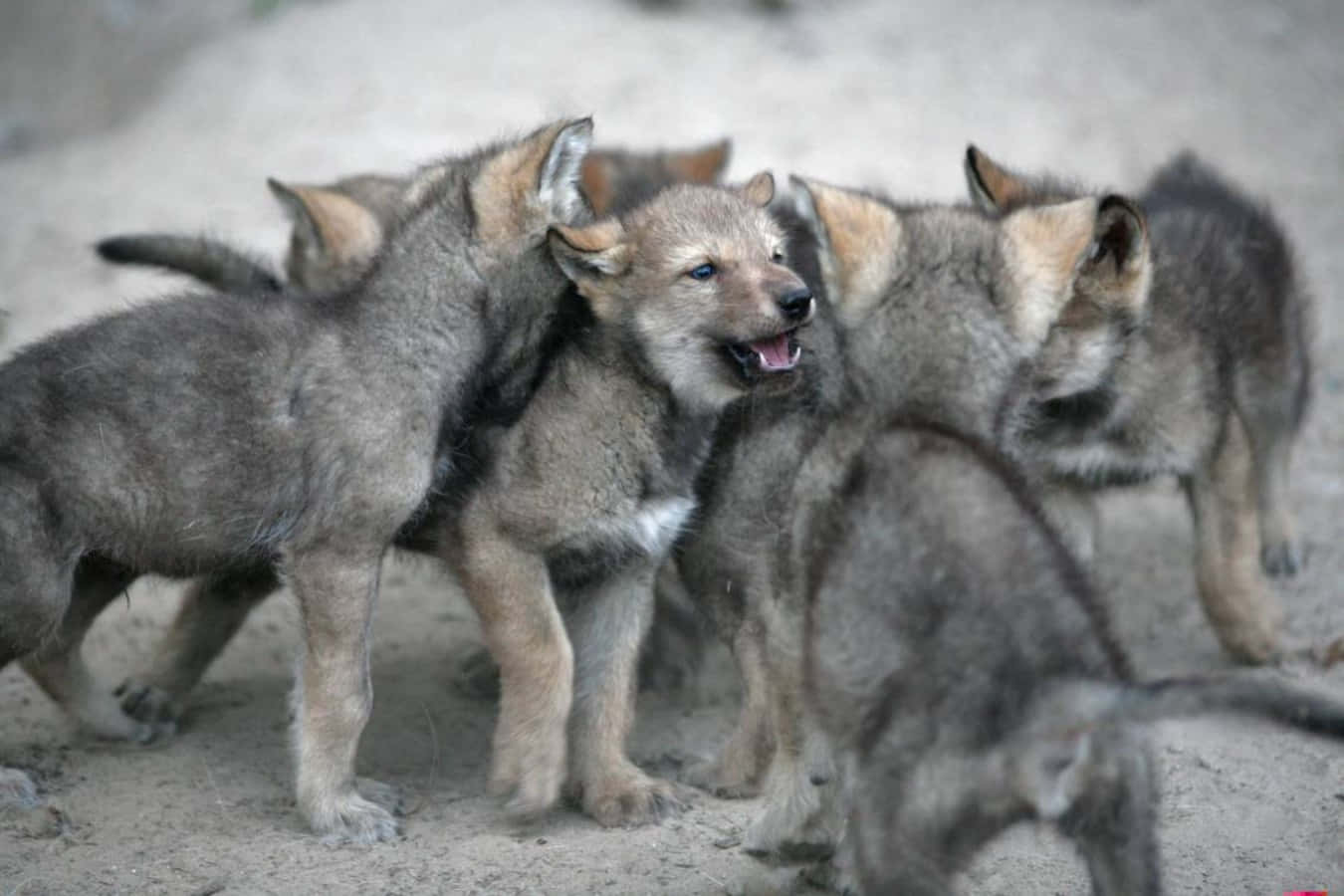 Wolf Pup Exploring The Wild Wallpaper