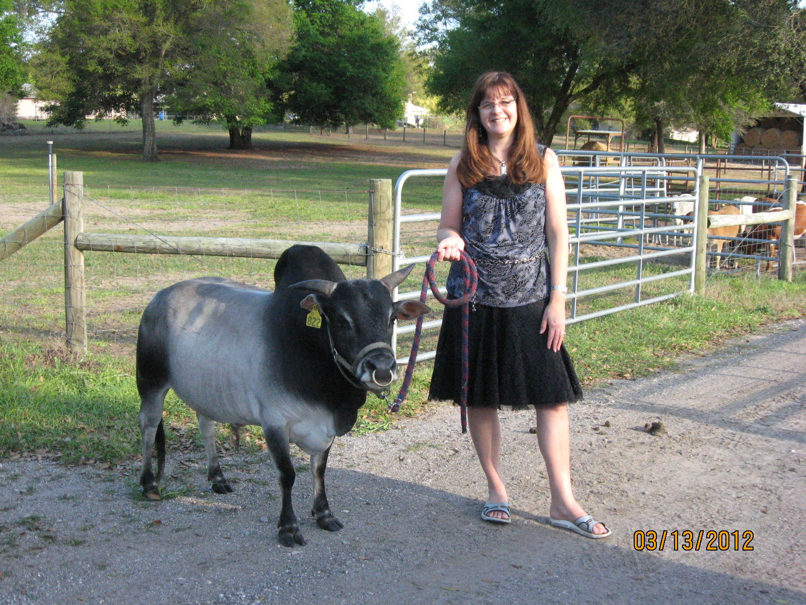 Woman With Dwarf Zebu Cattle Wallpaper