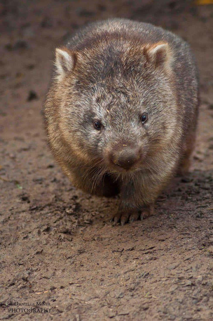 Wombat Staring Into Camera Wallpaper