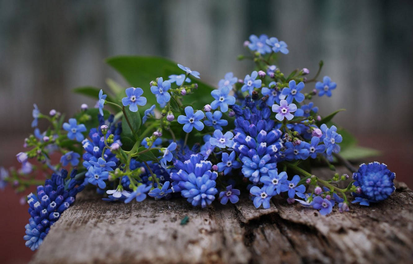 Wood And Forget Me Not Flowers Wallpaper