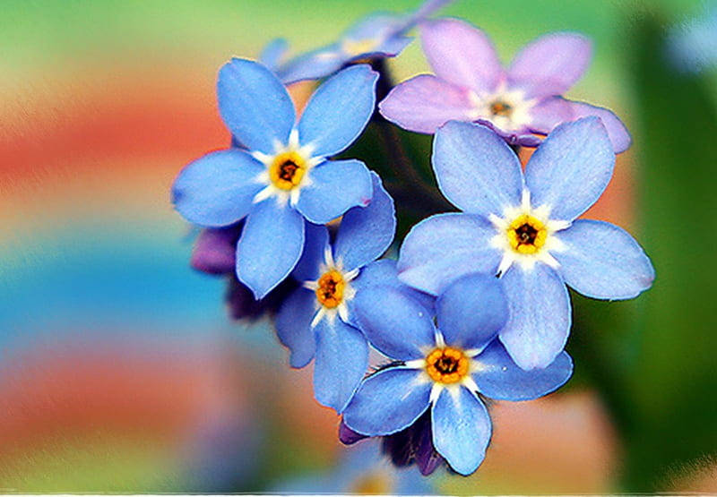Woodland Forget Me Not Flowers Wallpaper