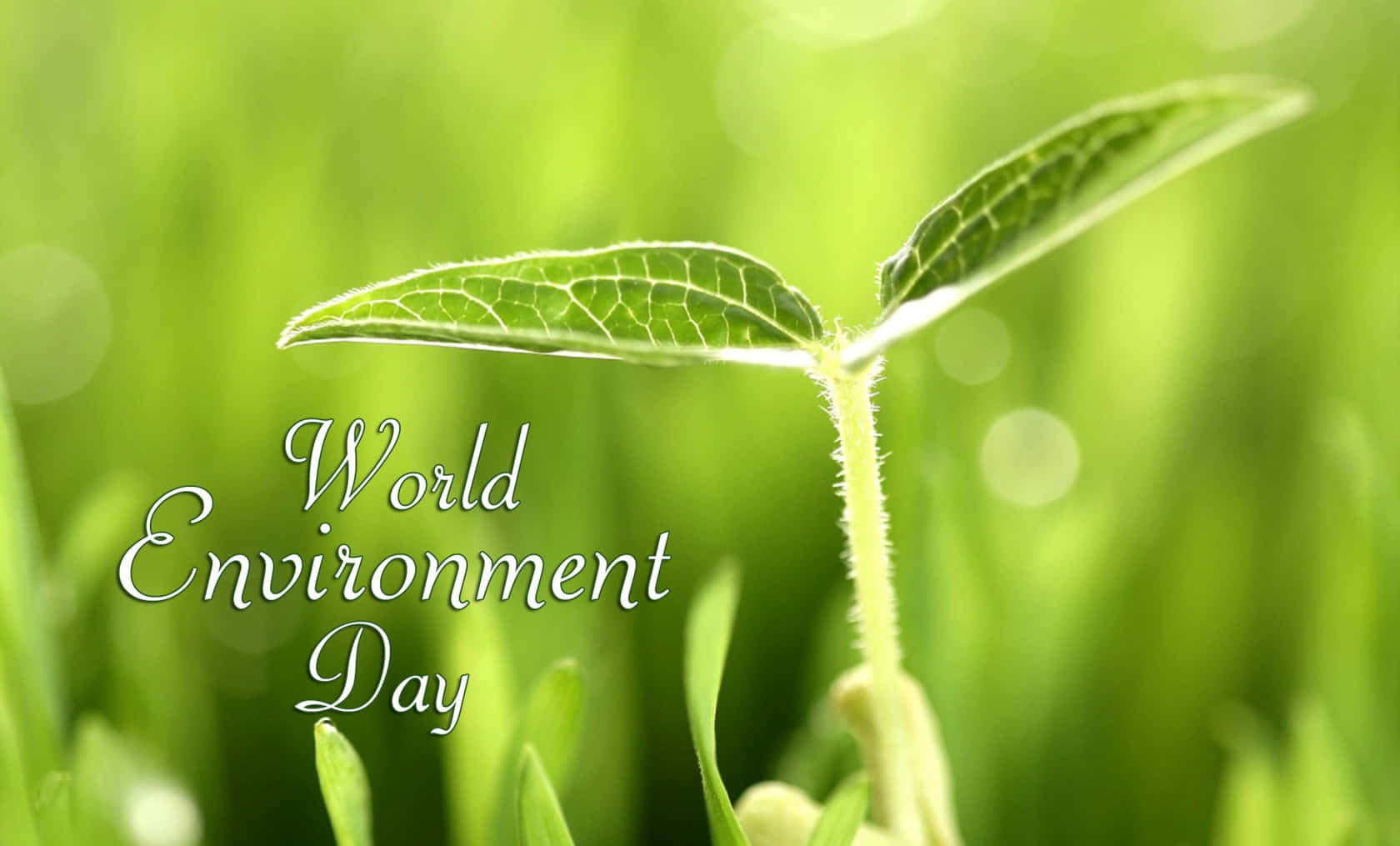 World Environment Day Sprouting Plant Leaves Wallpaper