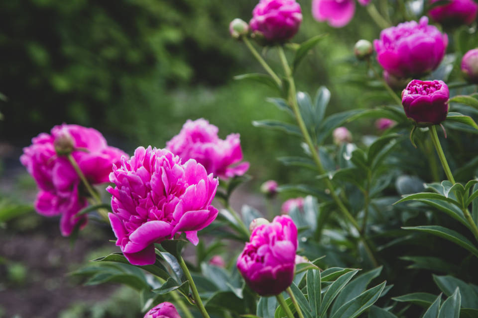 World's Most Beautiful Flowers Chinese Peony Wallpaper