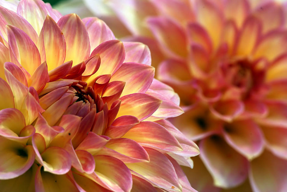 World's Most Beautiful Flowers Dahlia Pinnatas Wallpaper