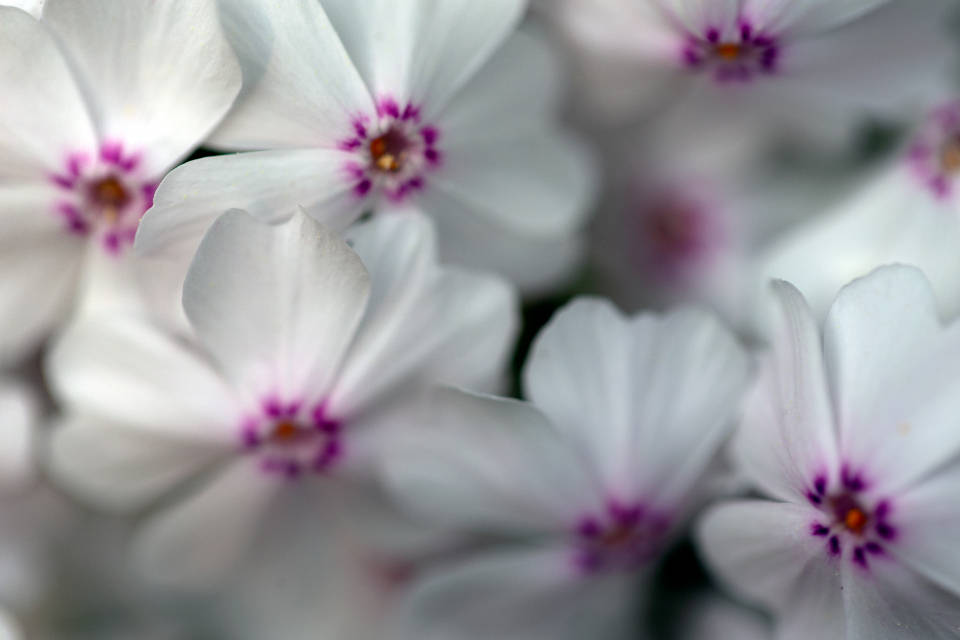 World's Most Beautiful Flowers Moss Phlox Wallpaper