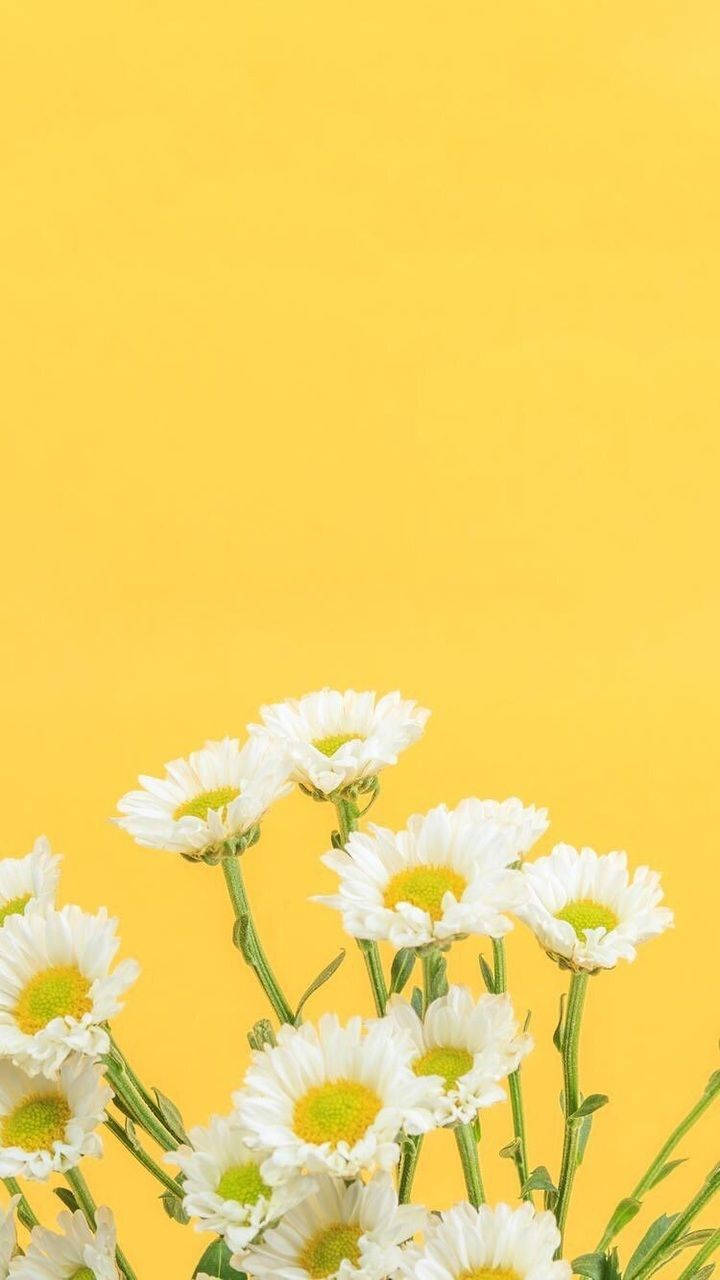 Yellow Aesthetic Daisies Wallpaper