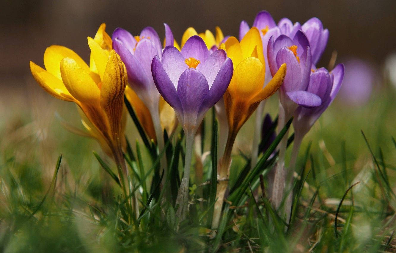 Yellow And Lilac Saffron Crocus Wallpaper