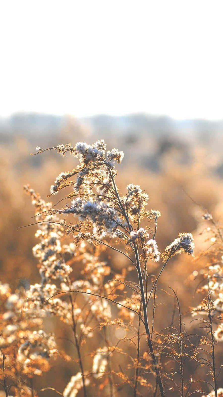 Yellow And White Flowers Relaxing Iphone Wallpaper