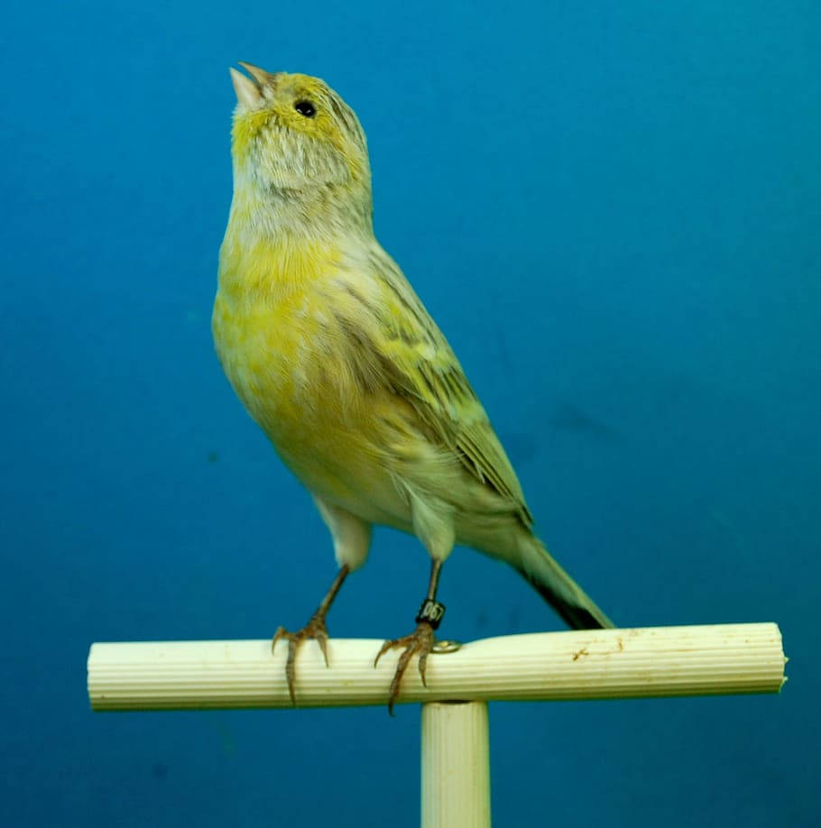 Yellow Canary Bird On Bark Wallpaper