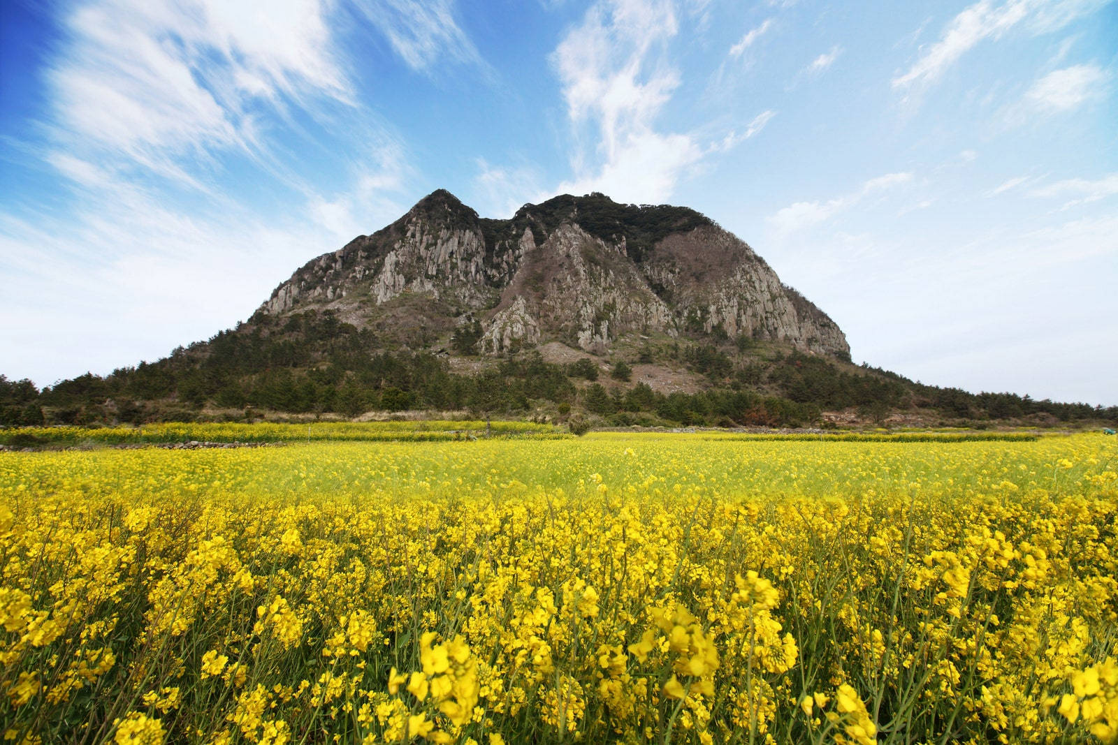 Yellow Canola Flower Field Wallpaper