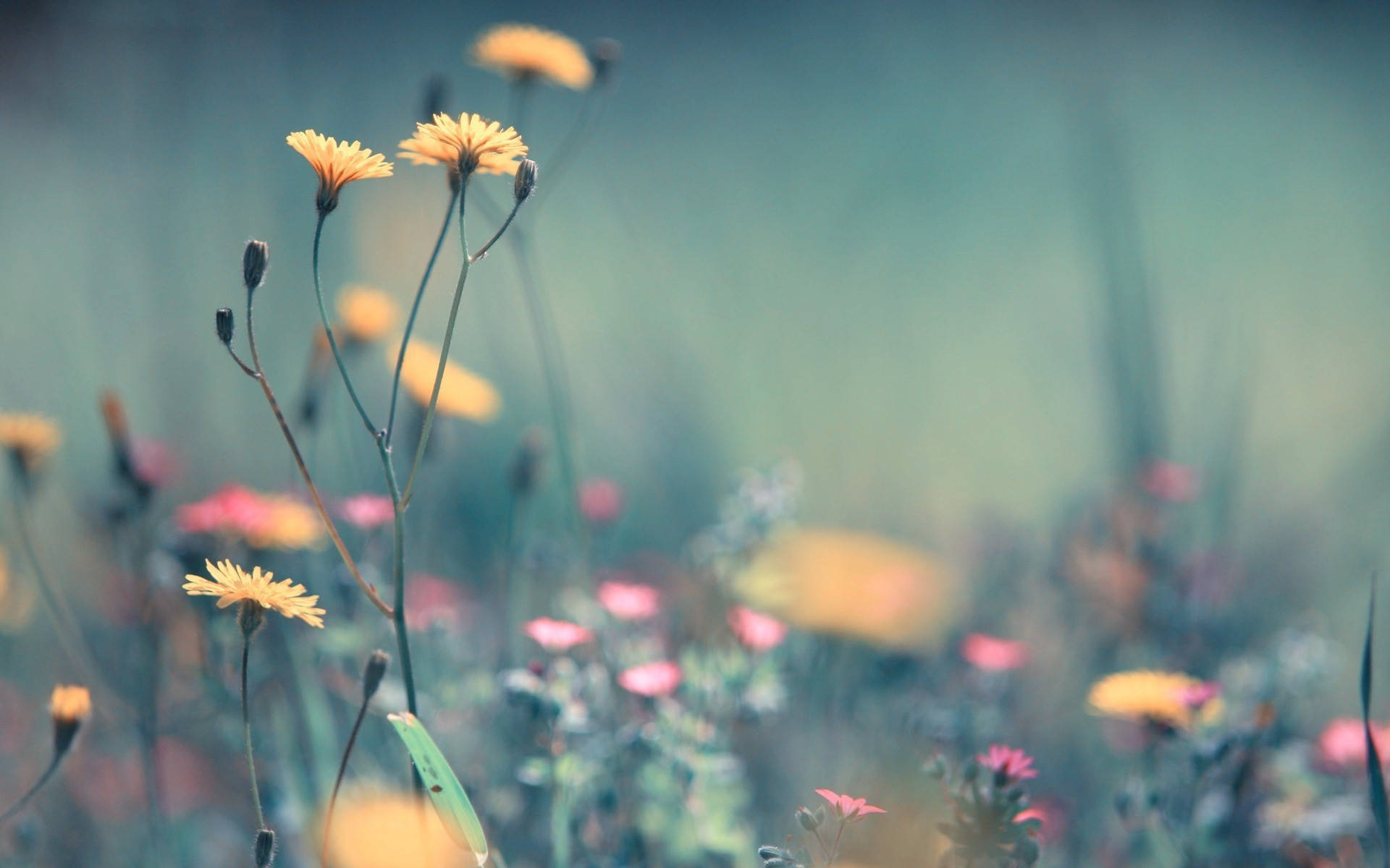 Yellow Dandelion Flowers Wallpaper