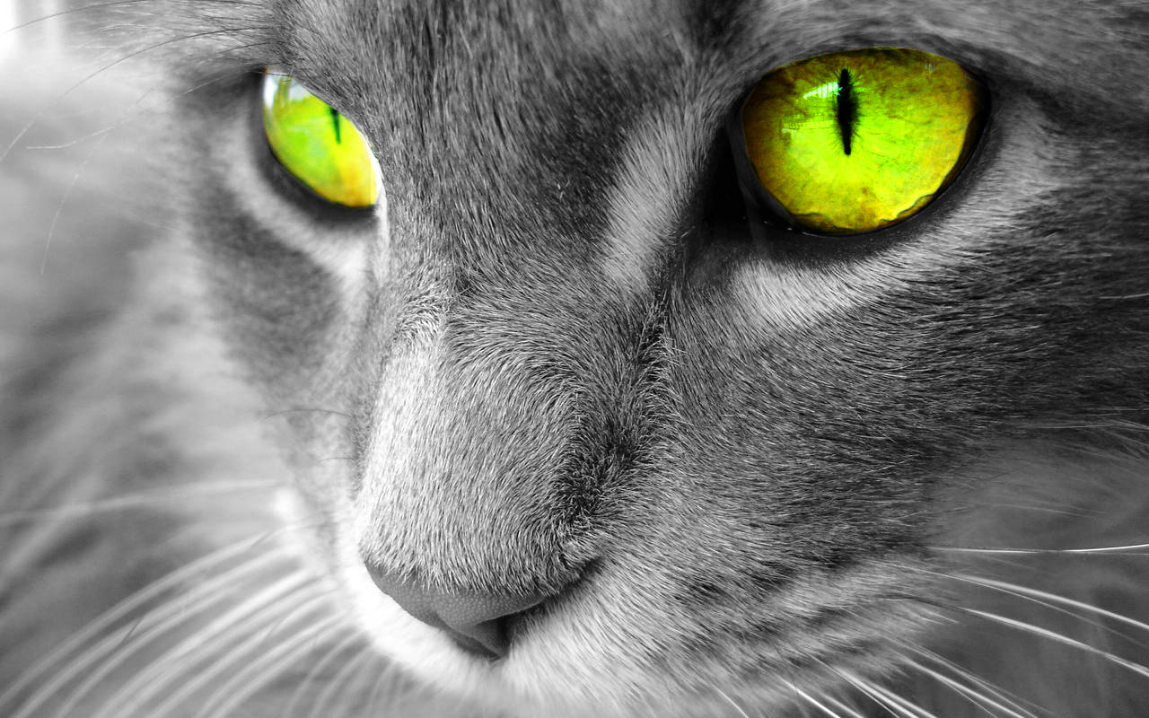 Yellow-eyed Beautiful Cat Wallpaper