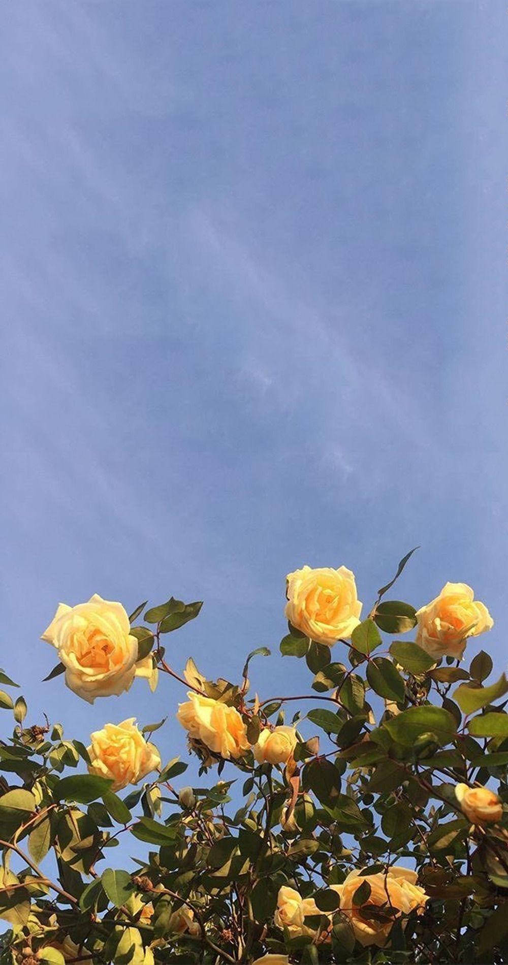 Yellow Flowers Aesthetic Sky Wallpaper