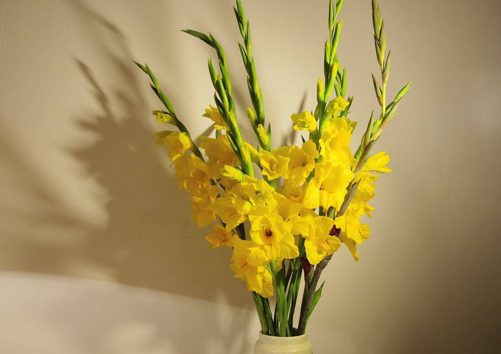 Yellow Gladiolus Flowers Vase Wallpaper