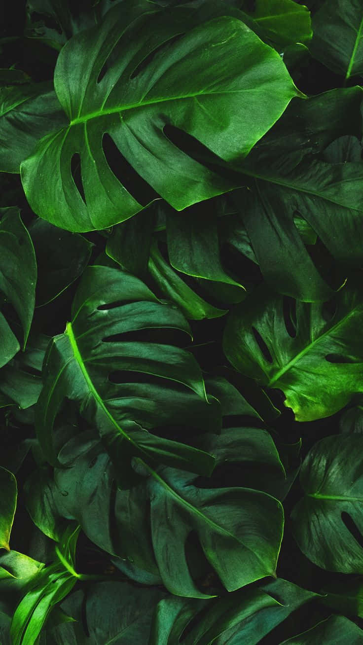 Yellow Green Monstera Plant Phone Wallpaper