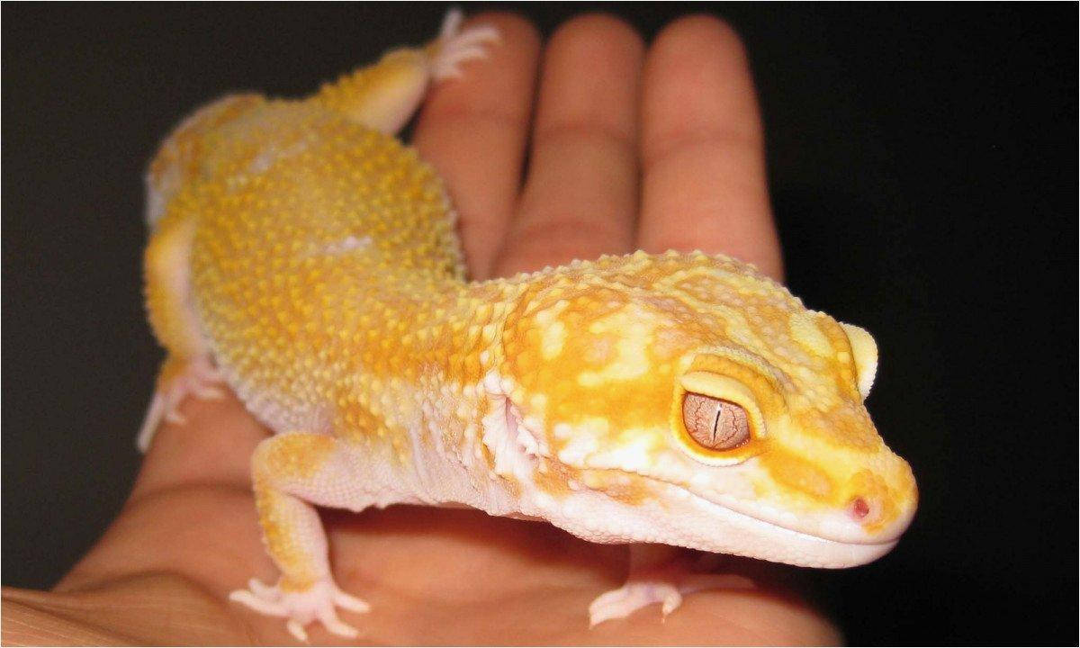 Yellow Leopard Gecko On Palm Hand Wallpaper