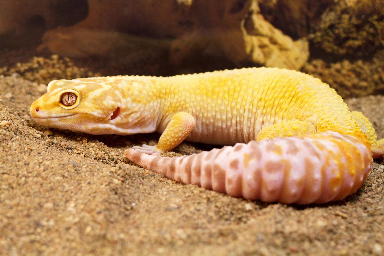 Yellow Leopard Gecko Resting Wallpaper