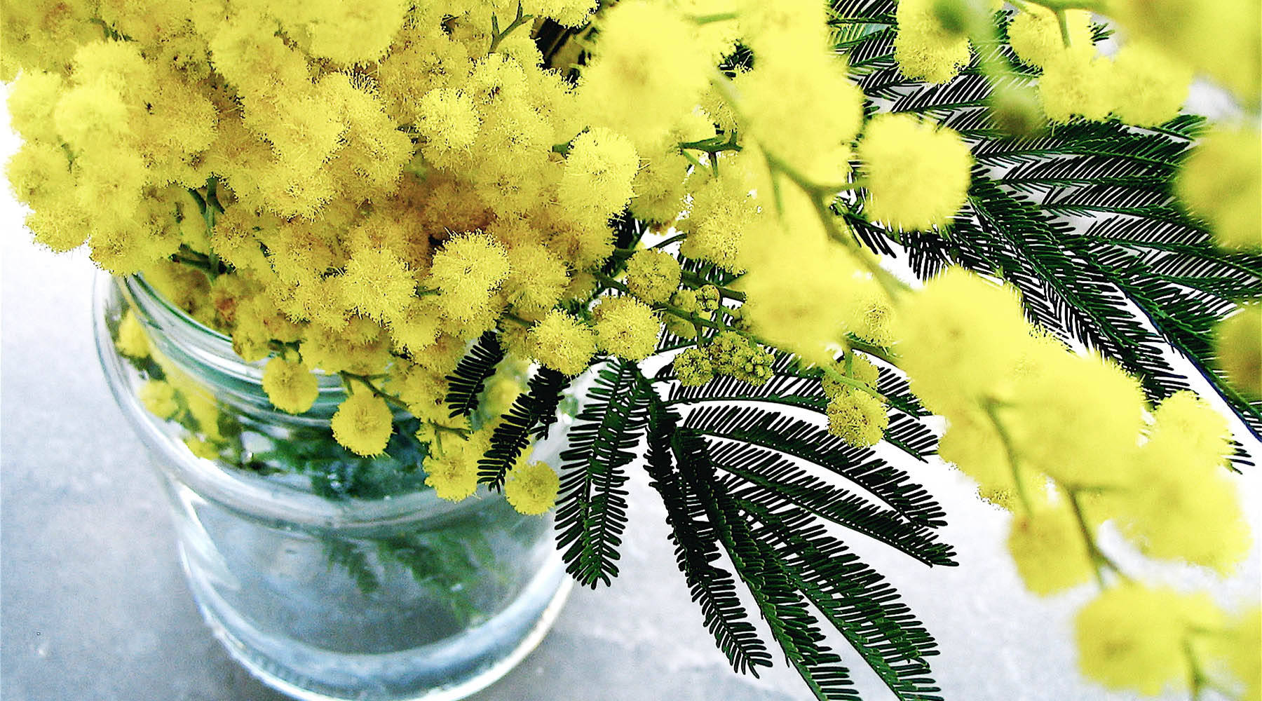 Yellow Mimosa Flowers Wallpaper