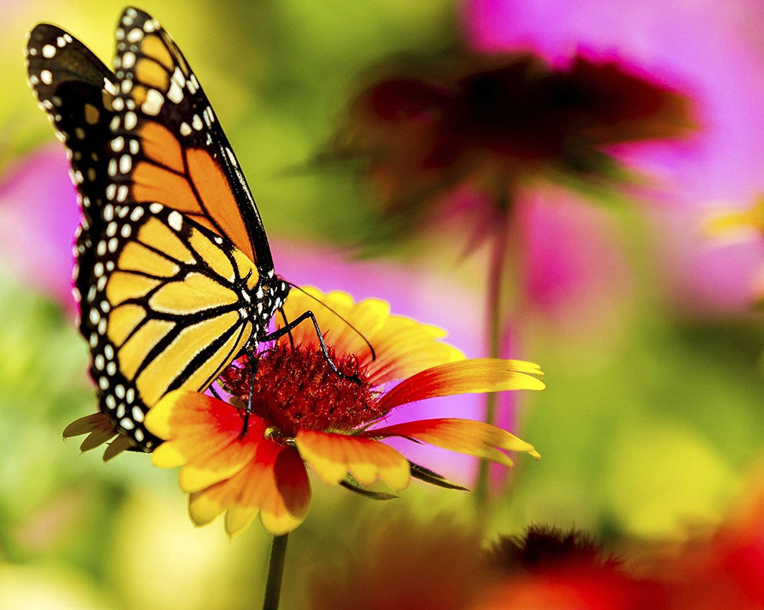 Yellow Monarch Butterfly On Flower Wallpaper