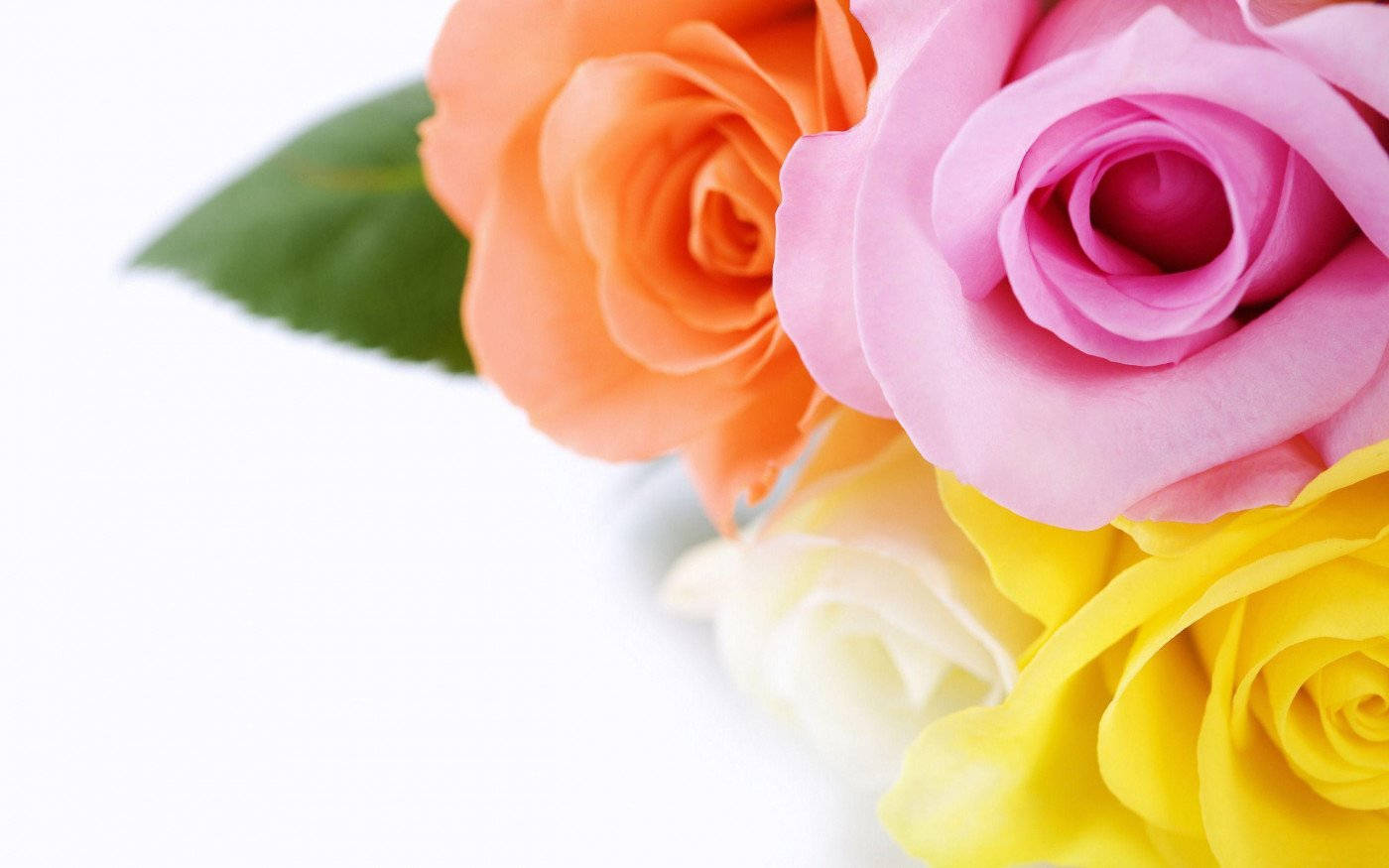 Yellow Rose Colors Wallpaper