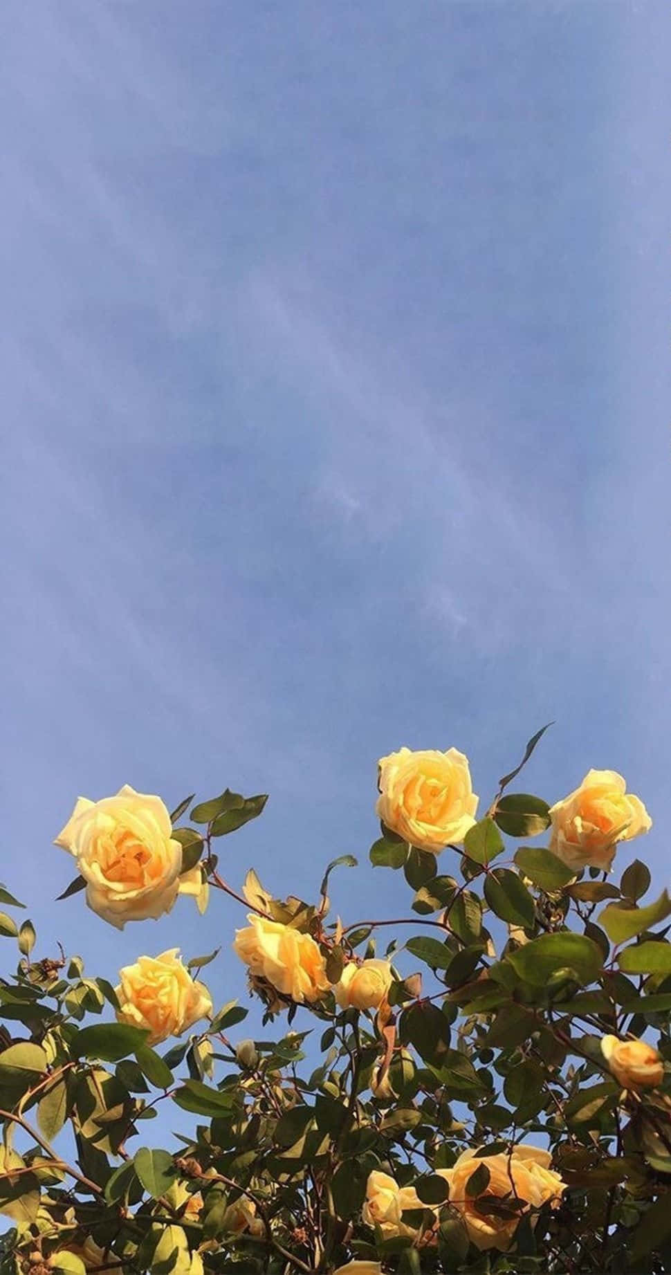 Yellow Roses In A Bush Wallpaper