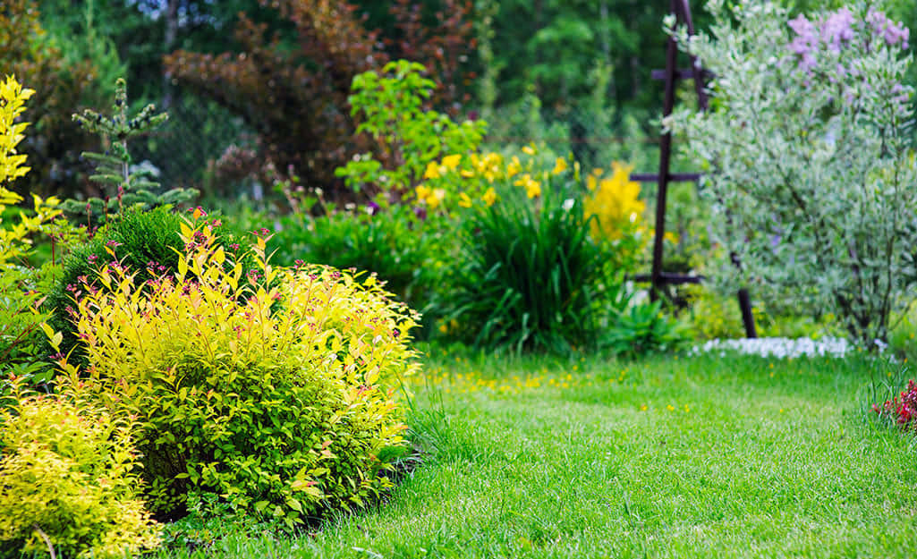 Yellow Spireas Shrubs Summer In Garden Wallpaper