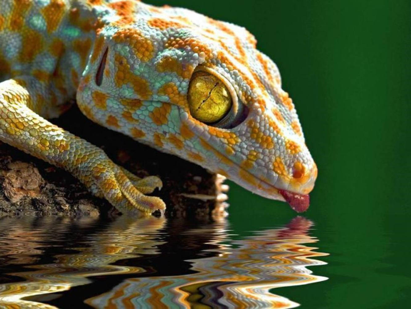 Yellow Spotted Gecko On The Lake Wallpaper