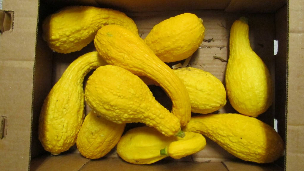 Yellow Squash In A Box Wallpaper