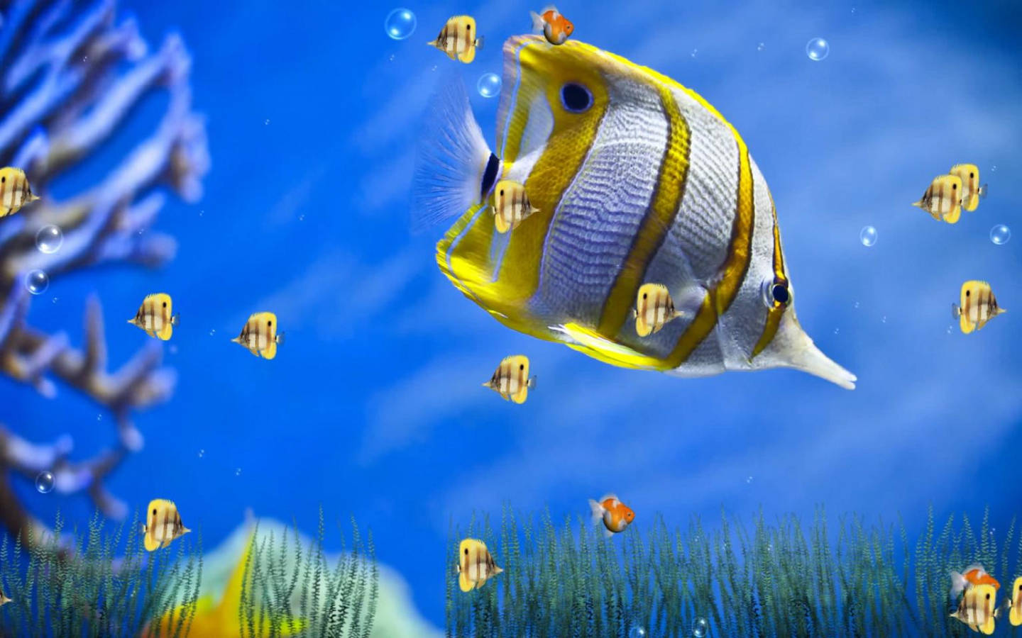 Yellow-striped Cool Fishes Wallpaper