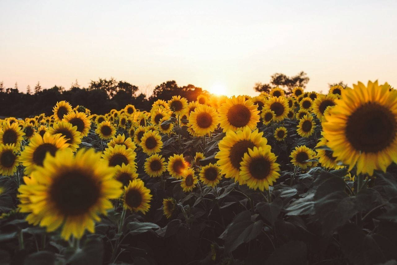 Yellow Sunflowers Aesthetic Computer Wallpaper