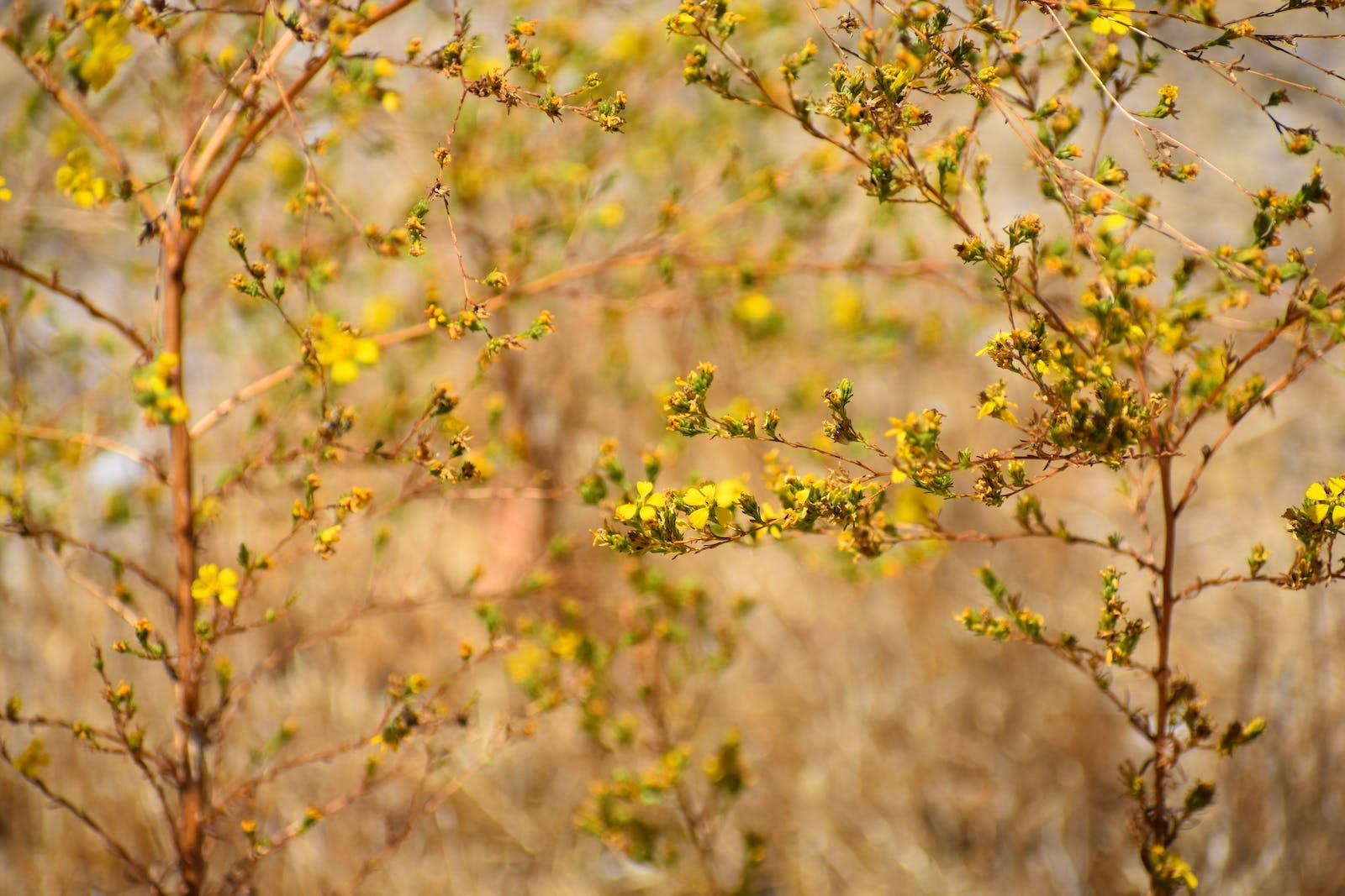 Yellow Wild Flowers 4k Wallpaper