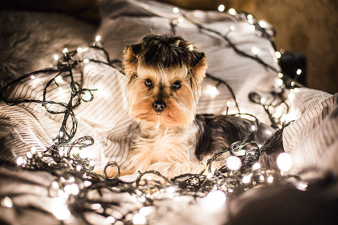 Yorkshire Terrier And Fairy Lights Cute Computer Wallpaper